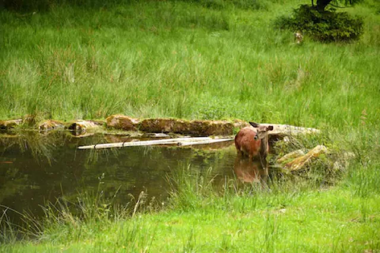 Ferienwohnung, Sauna & Gaestekarte Gratis Im Schwarzwald بيرسبرون المظهر الخارجي الصورة